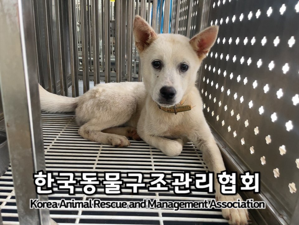 한국동물구조관리협회_441406202401322