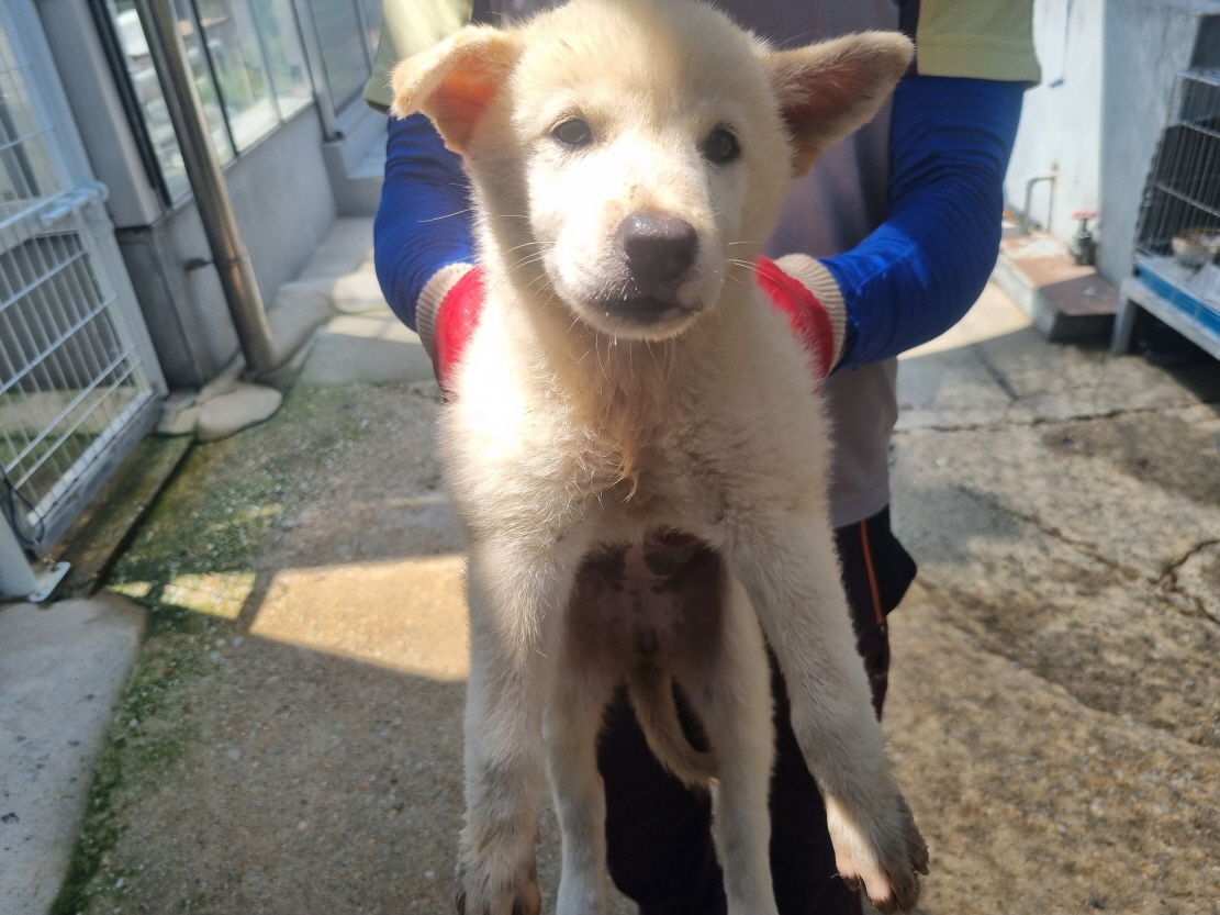 양산시 동물보호센터_448538202400507