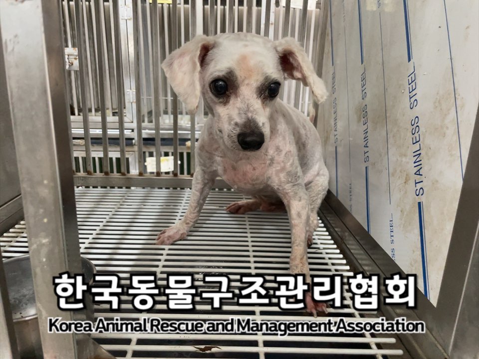 종료(입양) 푸들의…