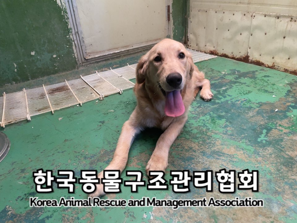 보호중 골든 리트리…