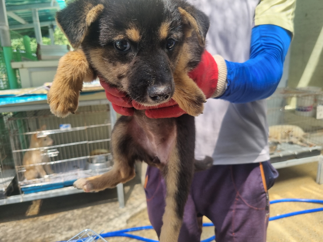 양산시 동물보호센터_448538202400505