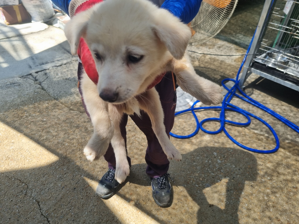 양산시 동물보호센터_448538202400506