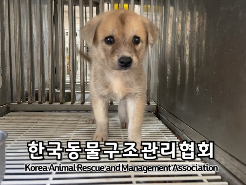 한국동물구조관리협회_441406202401321