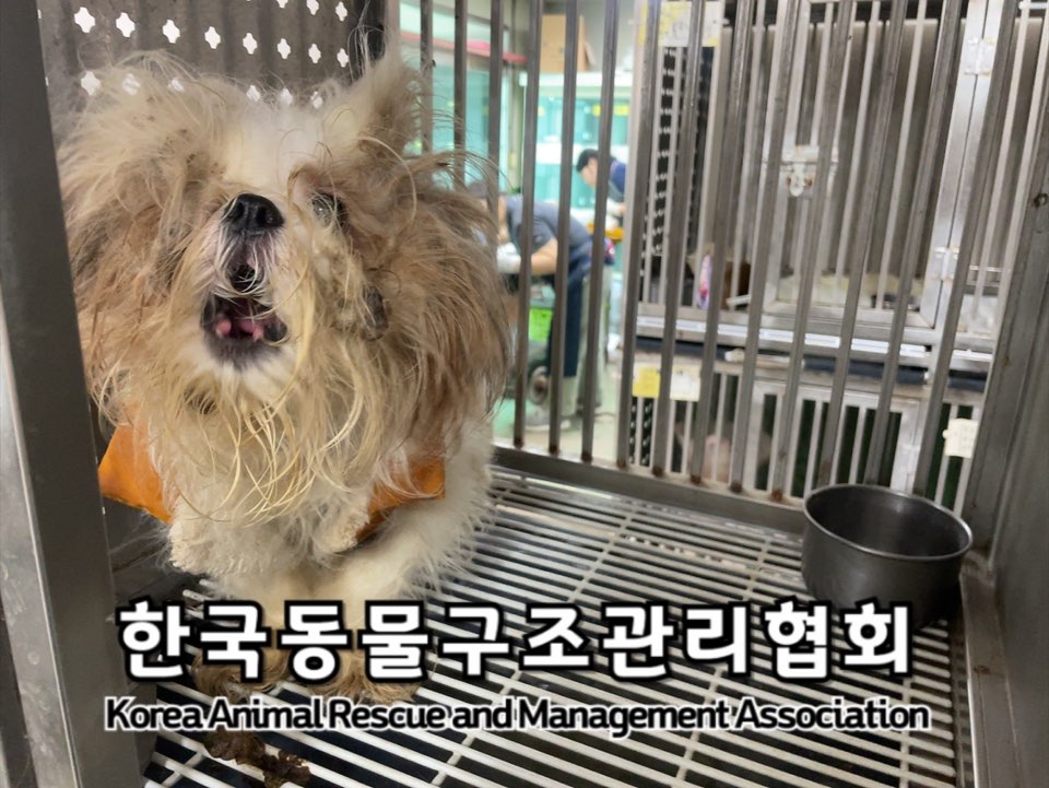 종료(기증) 시츄의…