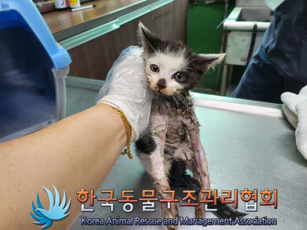 종료(자연사) 한국…
