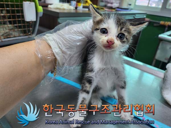 한국동물구조관리협회_411300202400344