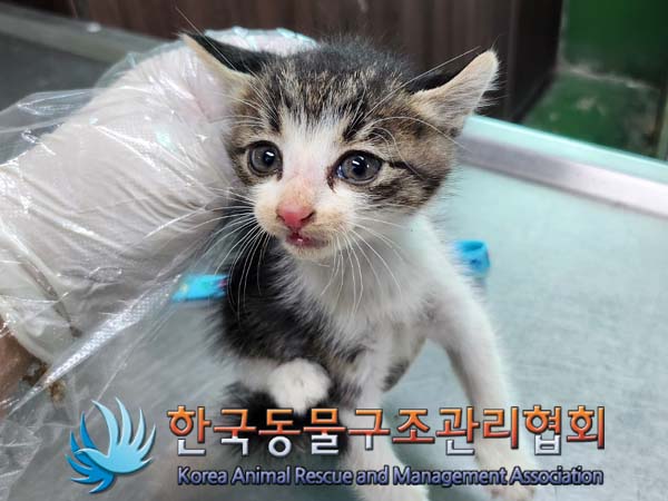 한국동물구조관리협회_411300202400342