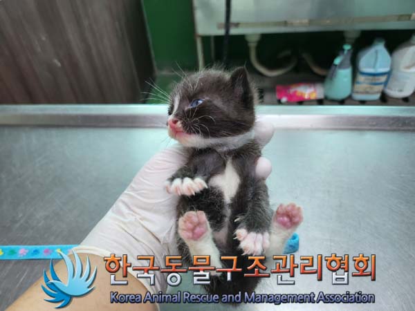 한국동물구조관리협회_411306202400624