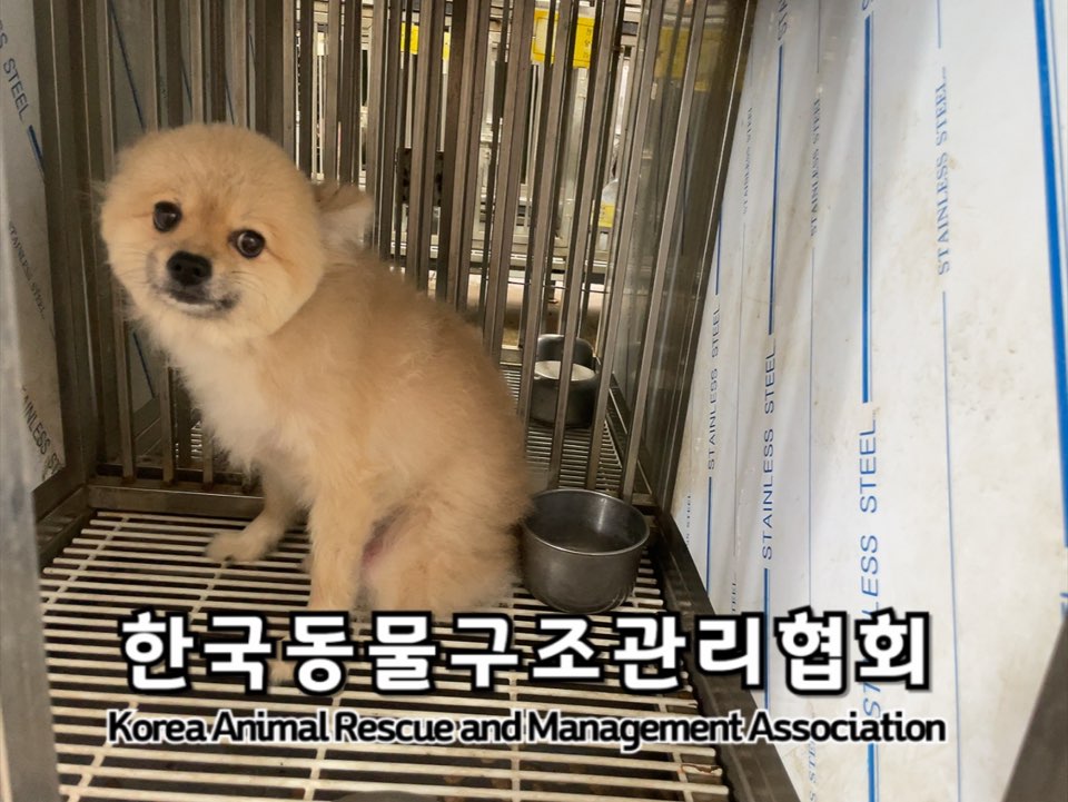 종료(반환) 믹스견…