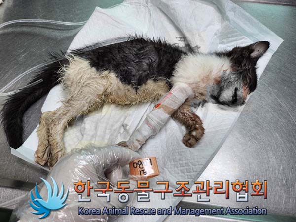 보호중 한국 고양이…
