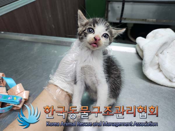 한국동물구조관리협회_411300202400343