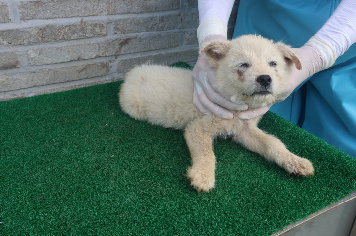 제주 동물보호센터_450650202402357