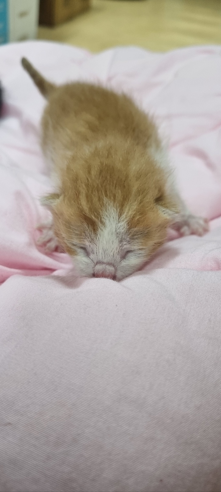 보호중 한국 고양이…