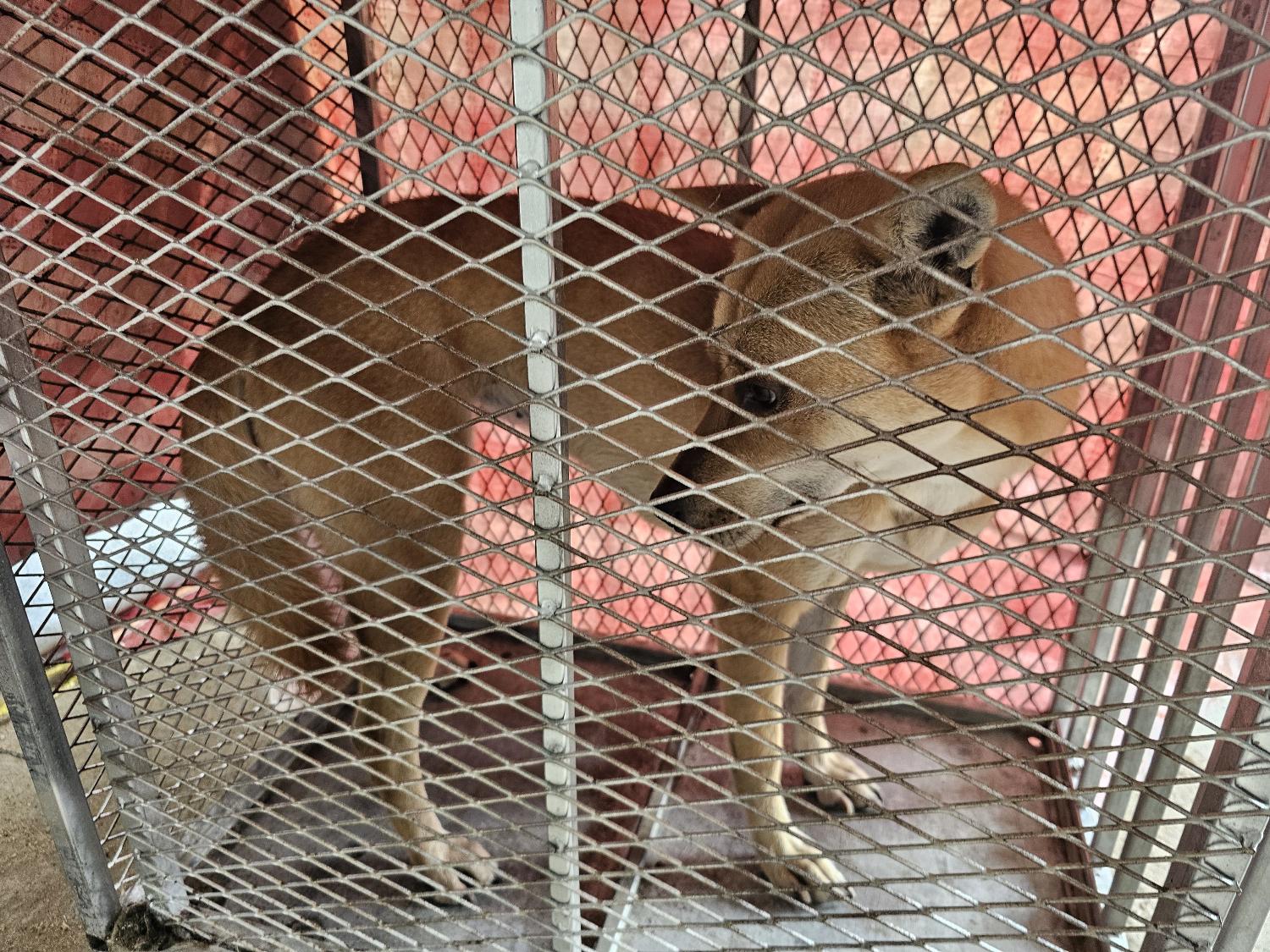 창녕 유기동물보호소_448541202401211