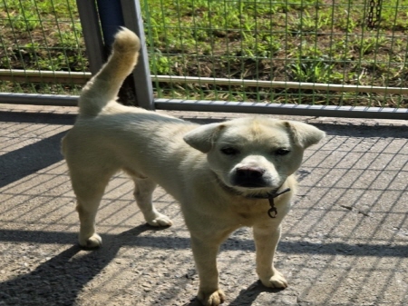 보호중 진도견의 가…
