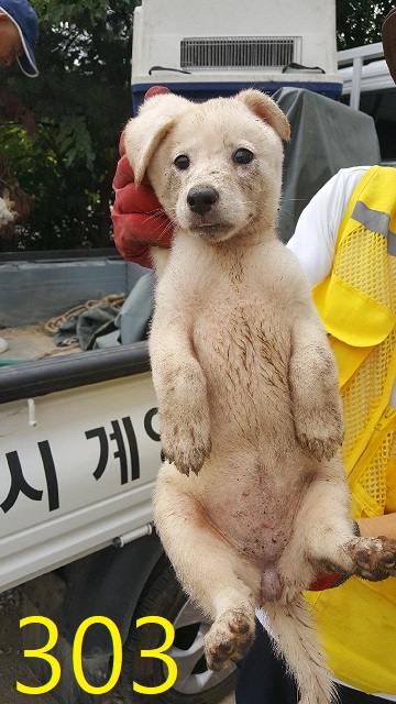 보호중 믹스견의 가…