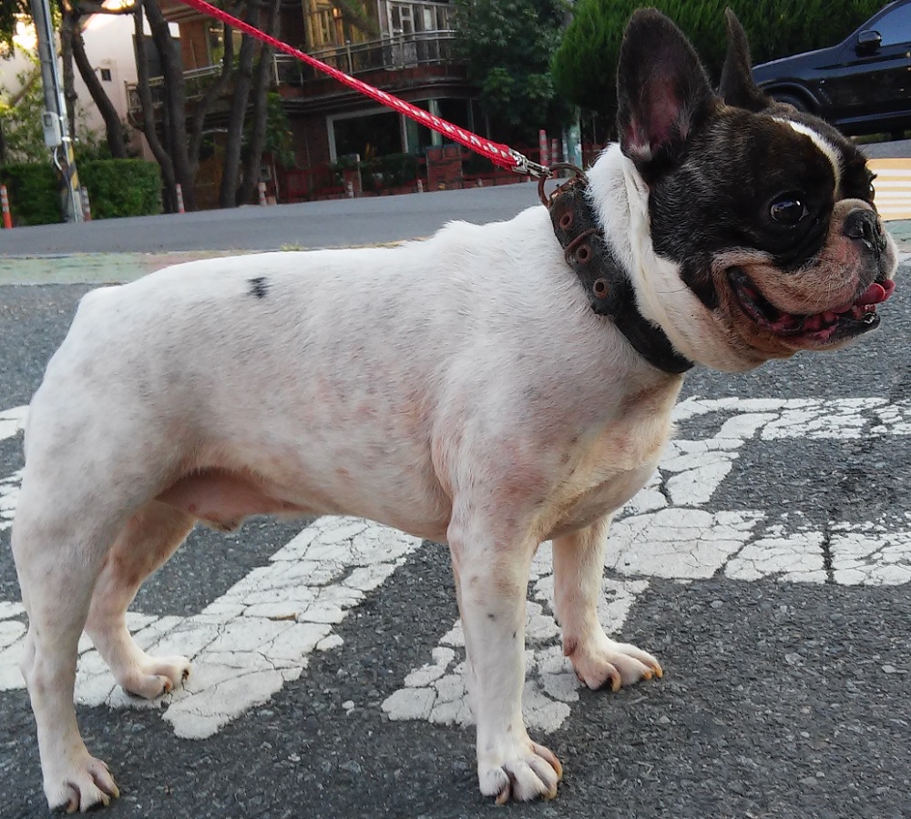 종료(반환) 프렌치…