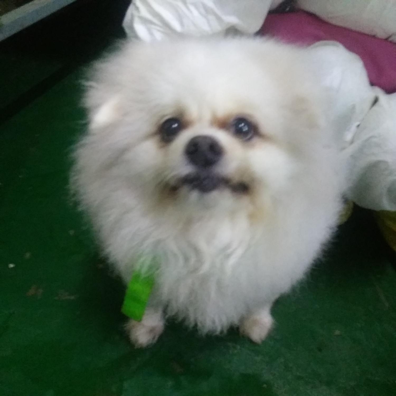 보호중 포메라니안의…