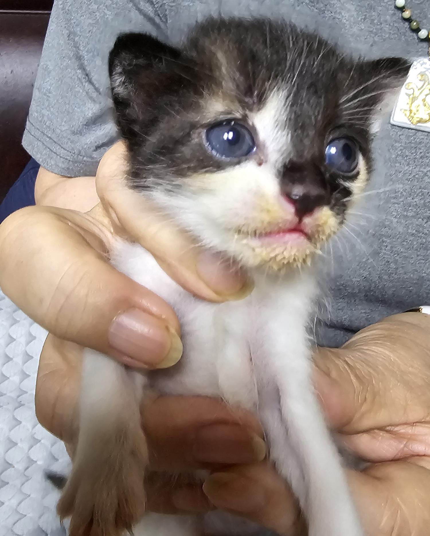 보호중 한국 고양이…