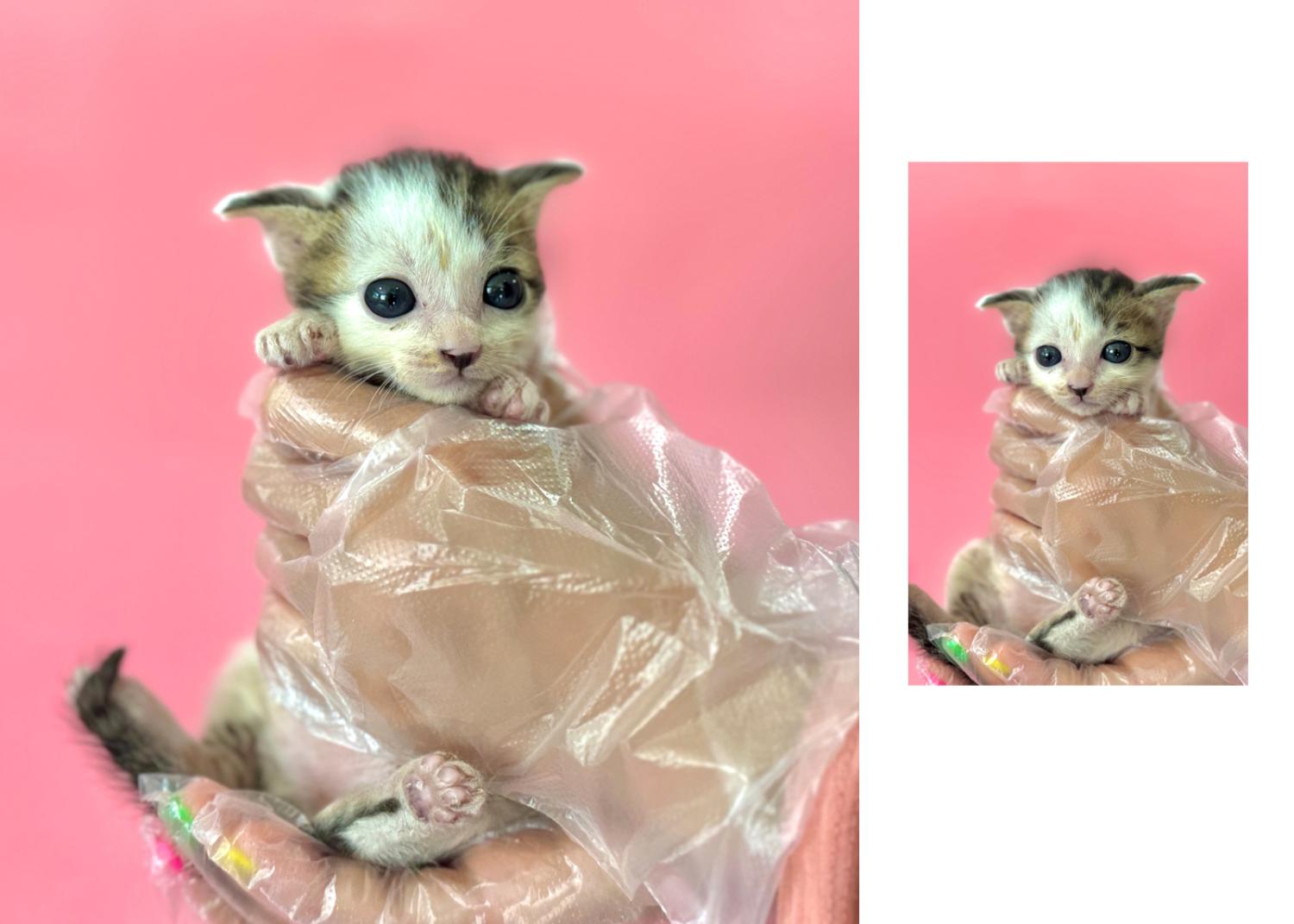 보호중 한국 고양이…