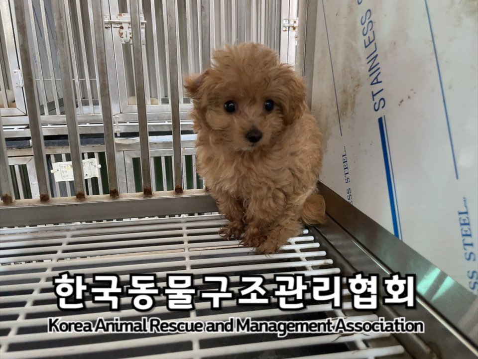 종료(입양) 푸들의…