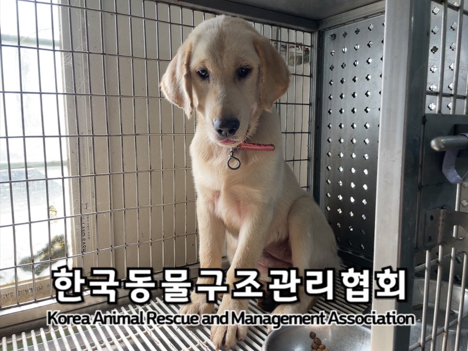 보호중 골든 리트리…