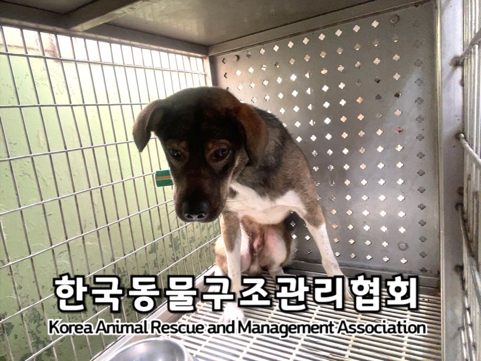 종료(자연사) 믹스…