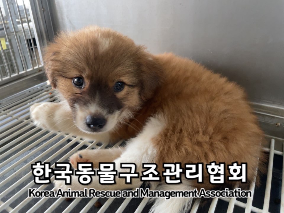 종료(입양) 믹스견…