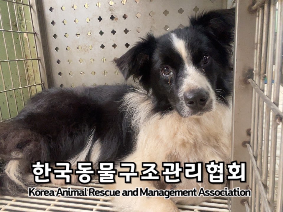 한국동물구조관리협회_441414202400621