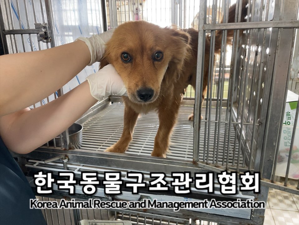 종료(안락사) 믹스…