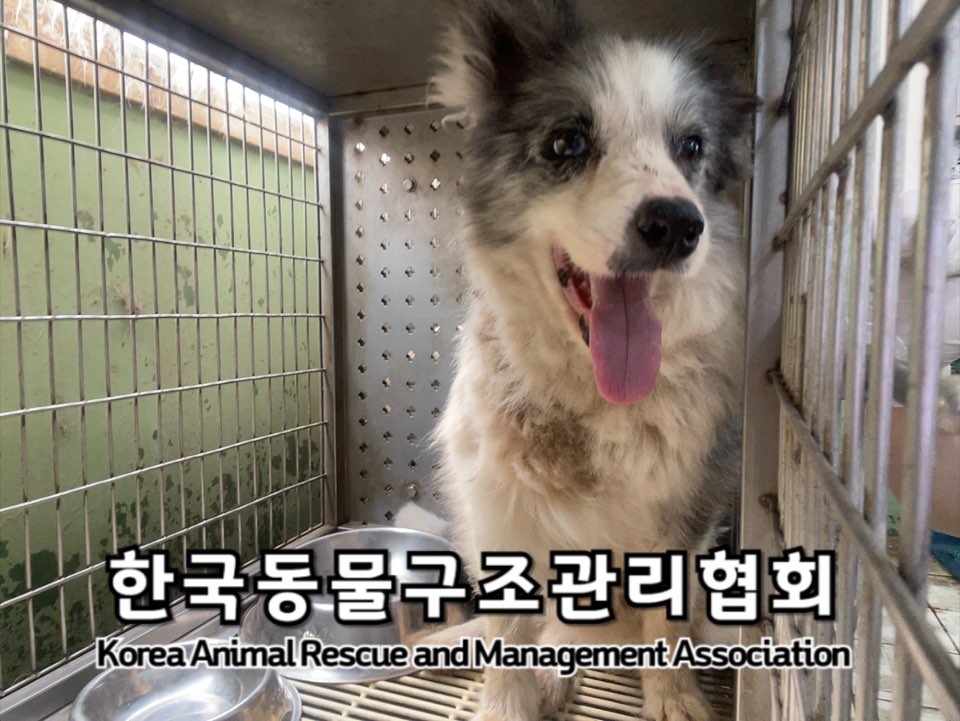 종료(입양) 보더 …