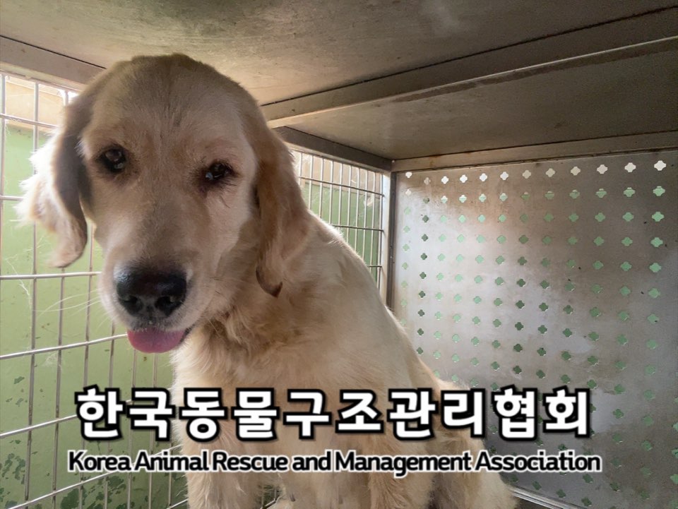 종료(안락사) 골든…