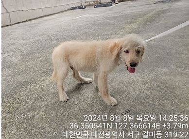 종료(입양) 믹스견…