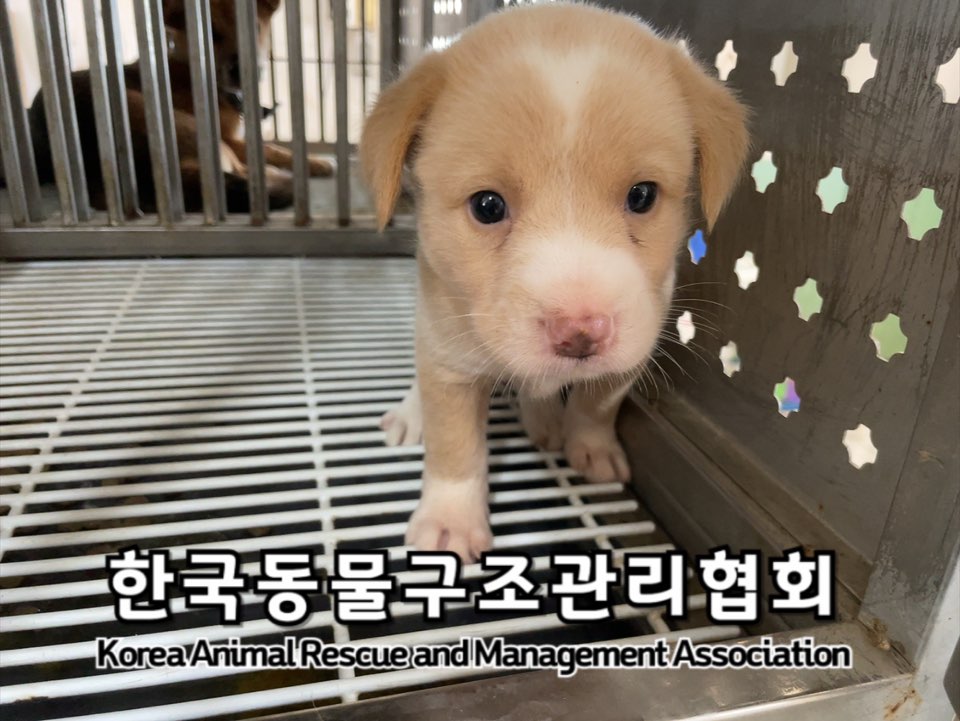 한국동물구조관리협회_441406202401329