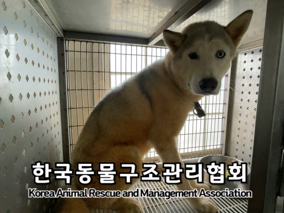 종료(안락사) 시베…