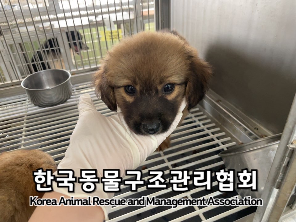 종료(기증) 믹스견…