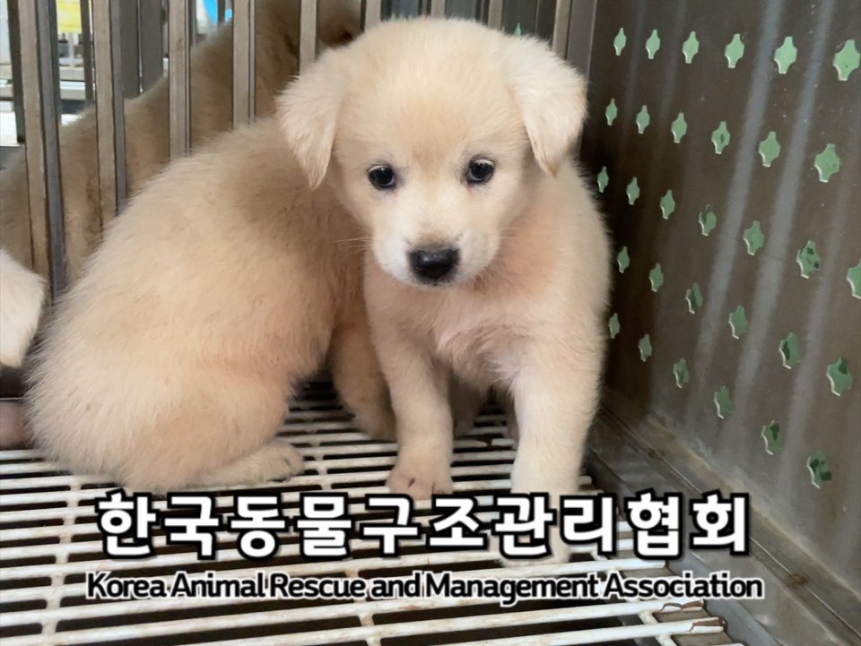 보호중 믹스견의 가…