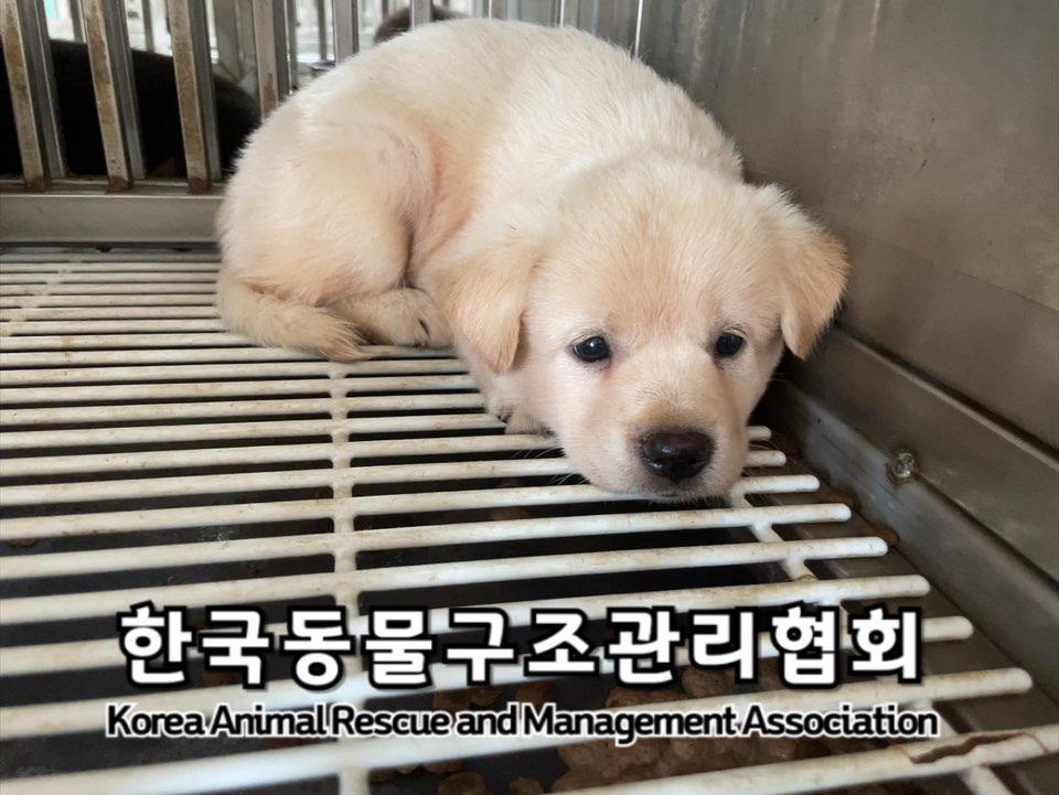 보호중 믹스견의 가…