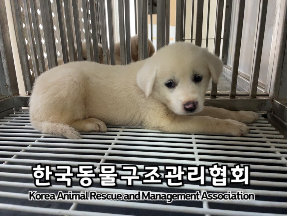보호중 믹스견의 가…