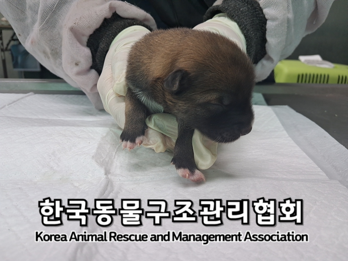 종료(자연사) 믹스…