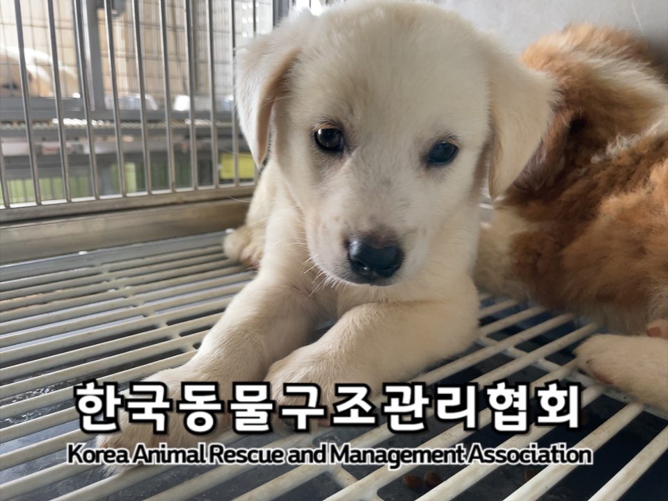 보호중 믹스견의 가…