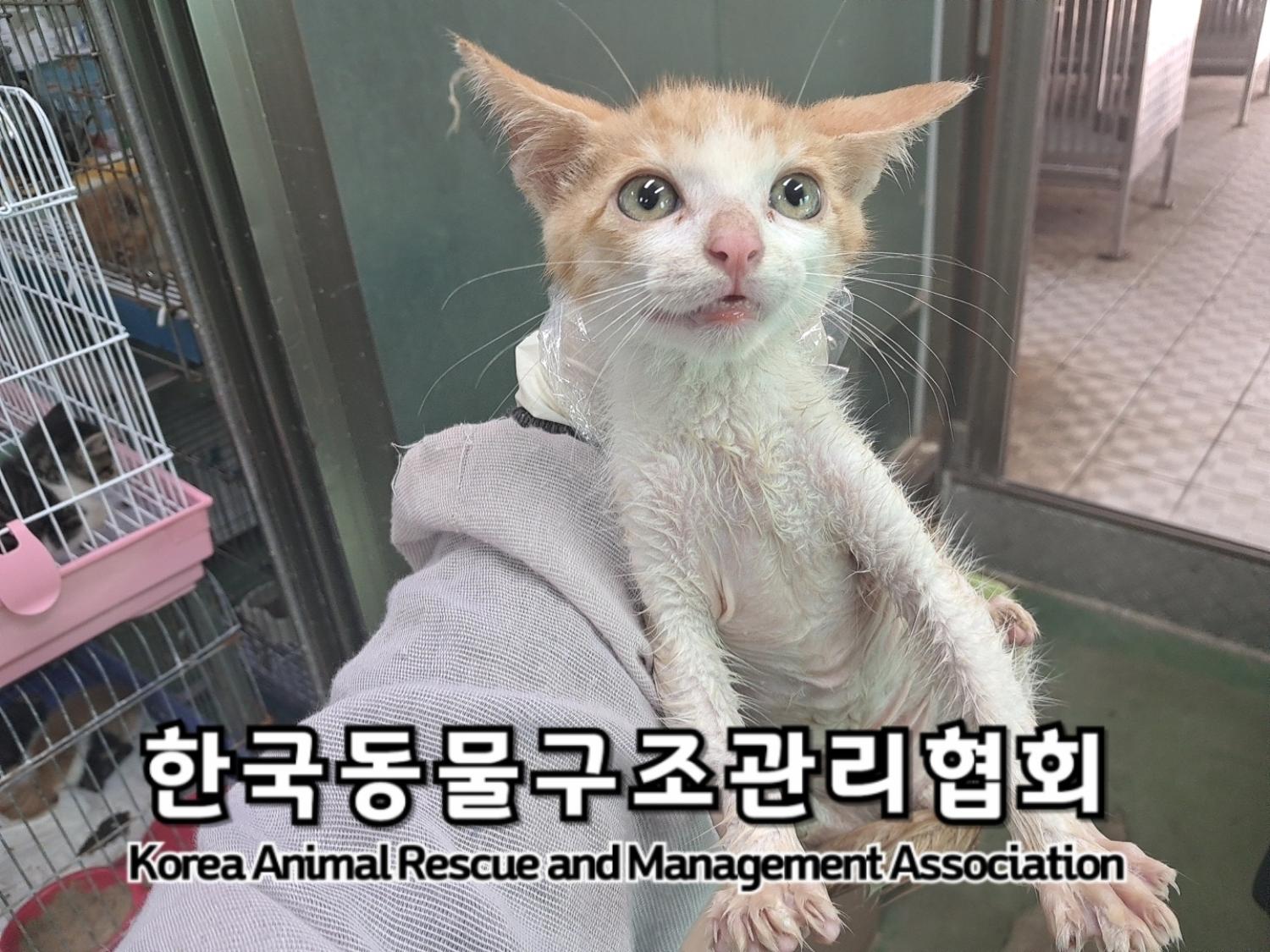 보호중 한국 고양이…