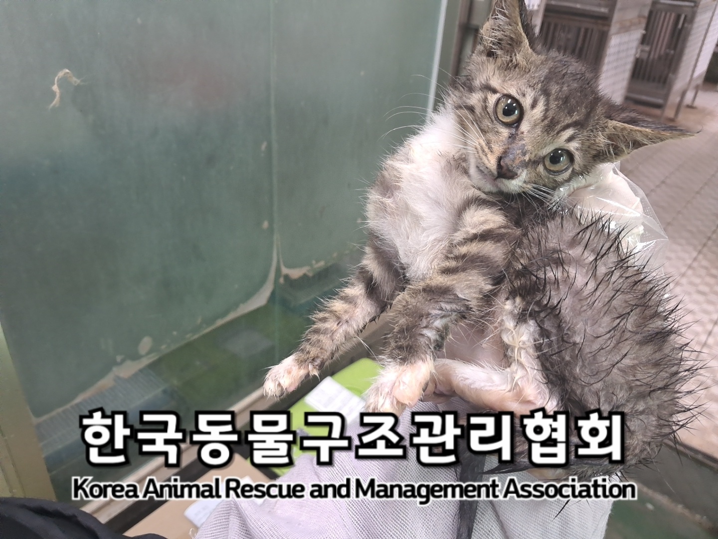 종료(안락사) 한국…