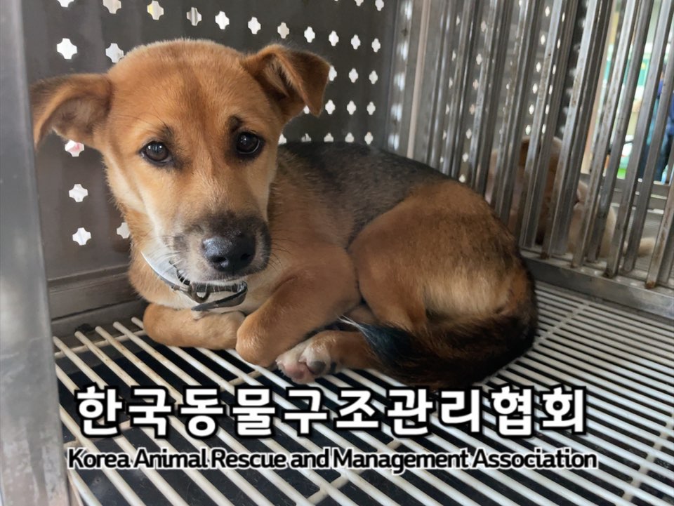 종료(입양) 믹스견…