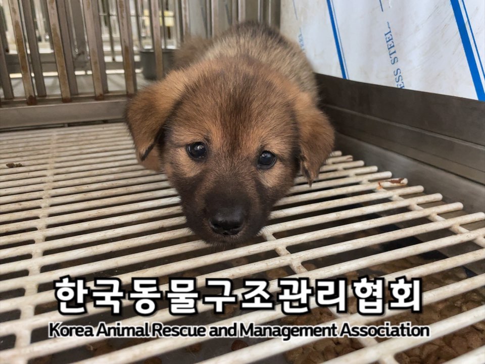 종료(안락사) 믹스…