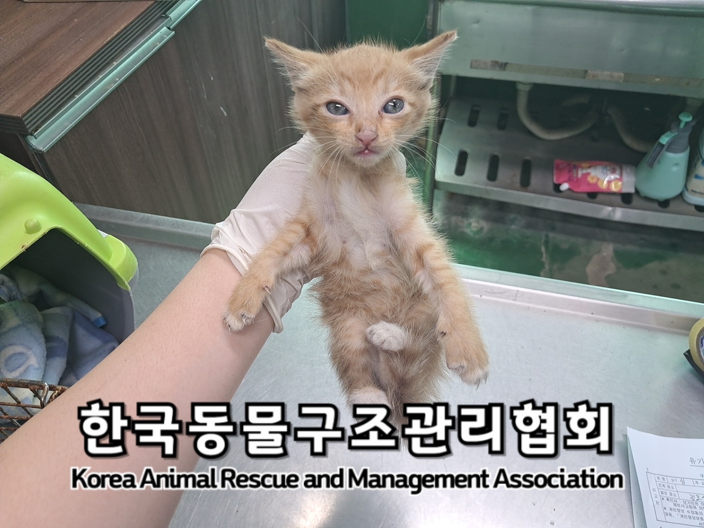 종료(자연사) 한국…