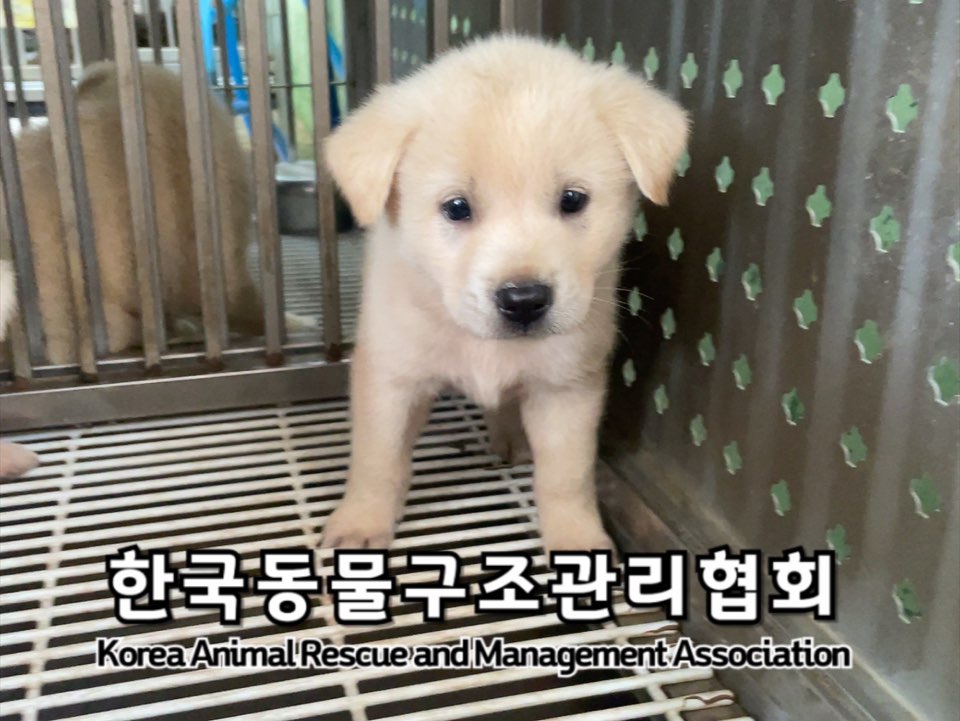 보호중 믹스견의 가…