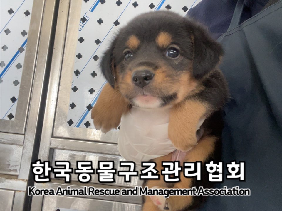 종료(입양) 믹스견…