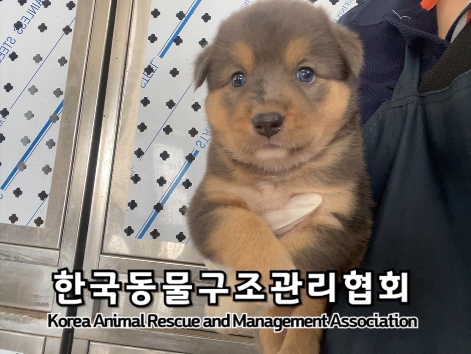 보호중 믹스견의 가…