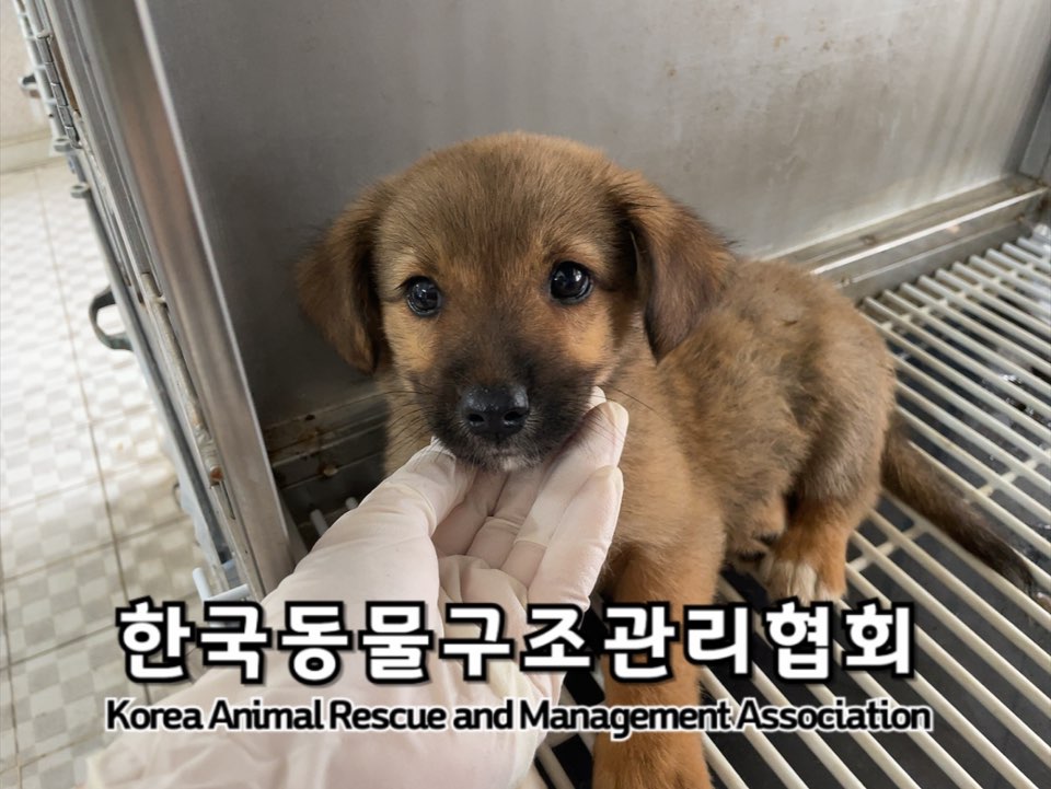 보호중 믹스견의 가…